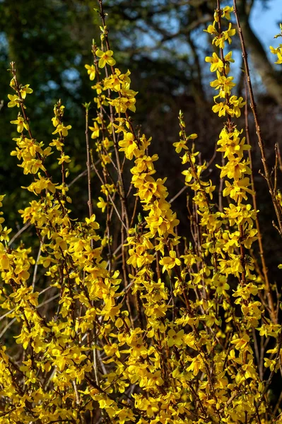 Forsythia Intermedia Week End Courtalyn Uma Planta Arbusto Floração Primavera — Fotografia de Stock