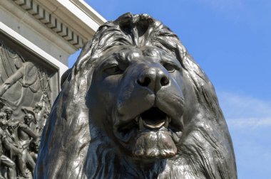 Londra 'daki Nelson Sütunu' nun tabanındaki Trafalgar Meydanı aslan heykeli İngiltere 1805 yılındaki Trafalgar Muharebesi 'nde Amiral Lord Nelson' ın zaferini kutlamak için dikildi.