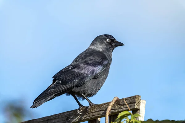 Jackdaw Coloeus Monedula Pássaro Corvo Preto Empoleirado Ramo Superior Árvore — Fotografia de Stock