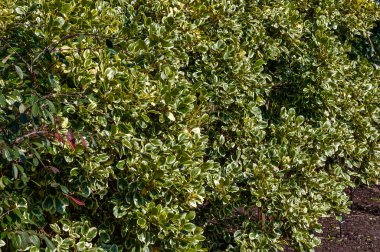 Londra 'daki St Paul Katedrali. İngiltere' de Sir Christopher Wren tarafından inşa edildi. Burası turizm turları için popüler bir turizm merkezi.
