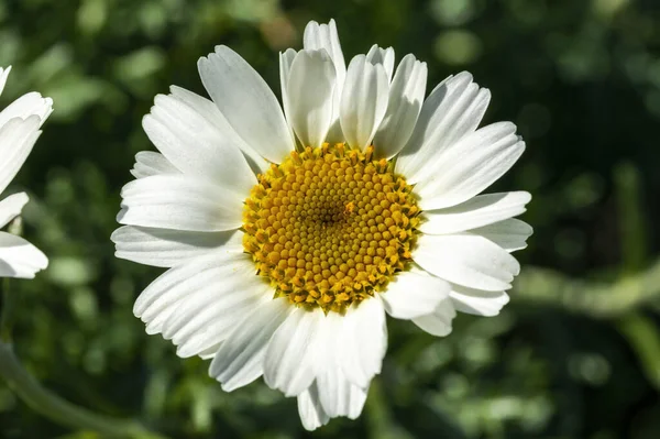Rhodanthemum Hosmariense Vår Sommar Blommande Växt Med Vit Vår Blomma — Stockfoto