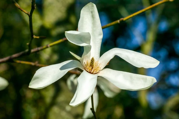 Magnolia Proctoriana Spring Summer Flowering Tree Plant White Pink Springtime — Stock Photo, Image