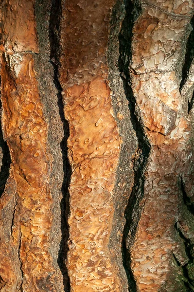 Pinus Pinea Brown Tree Bark Macro Close Texture Background Commonly — Stock fotografie