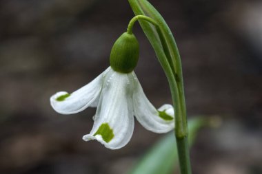 Kar Damlası (Galanthus plicatus) 'Trym', Ocak ve Şubat aylarında açılan beyaz yeşil ilkbahar çiçekli bir kış bahar çiçeği bitkisi.