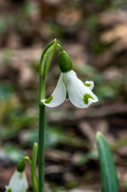 Kar Damlası (Galanthus plicatus) 'Trym', Ocak ve Şubat aylarında açılan beyaz yeşil ilkbahar çiçekli bir kış bahar çiçeği bitkisi.
