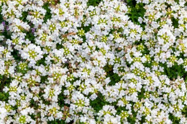 Thymus Serpyllum 'Snowdrift', Haziran ve Temmuz aylarında açan beyaz bir yaz çiçeği ile çiçek açan bir kayalık bitki türü ve yaygın olarak sürünen Thyme olarak bilinir.