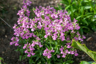 Nemesia 'Fleuron', Mayıs 'tan Eylül' e kadar açılan pembe mavi yaz çiçekli bir yaz çiçeği.