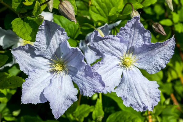 6月9月に開花する青いライラック夏の花を持つ夏の開花低木植物クレマチス Blektny Aniol ストックフォトイメージ — ストック写真
