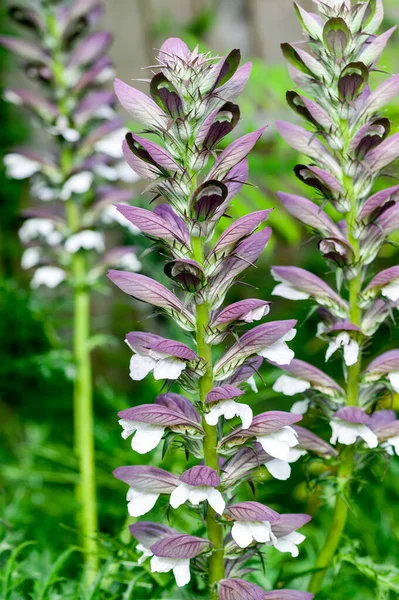 アカントス モリス ベアーズ春の夏の開花植物で 白い夏の花と紫色のフードを持ち 7月と8月に開き 一般的にベアーズ ブリーズとして知られています — ストック写真