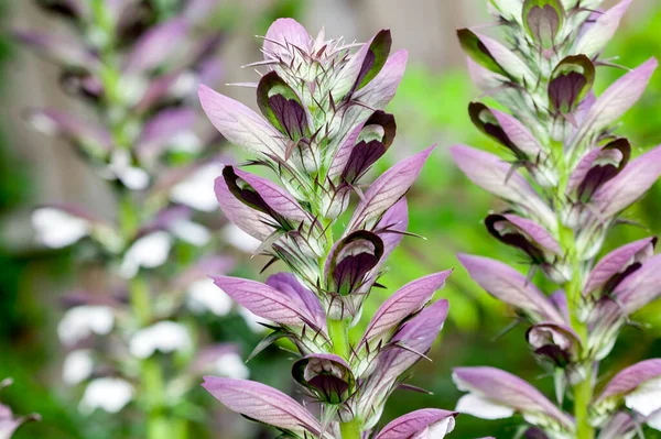 Acanthus Mollis Bear Breeches Una Planta Floreciente Primavera Verano Con —  Fotos de Stock