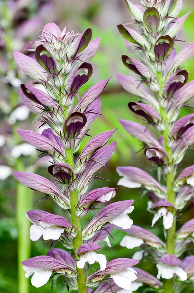 アカントス モリス ベアーズ春の夏の開花植物で 白い夏の花と紫色のフードを持ち 7月と8月に開き 一般的にベアーズ ブリーズとして知られています — ストック写真