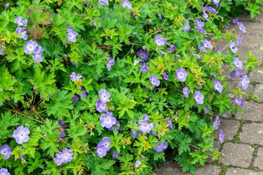 Geranium Rozanne 'Gerwat' a summer flowering plant with a violet blue summertime flower which open from June to September which is commonly known as cranesbill, stock photo image clipart