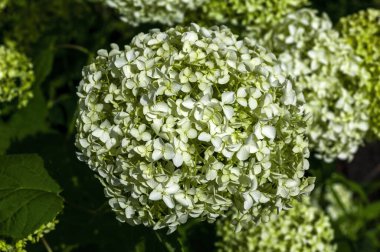 Ortanca ağaçevi 'Annabelle', Temmuz 'dan Eylül' e kadar açılan beyaz bir yaz çiçeği olan ve genellikle pürüzsüz ortanca çiçeği olarak bilinen çiçekli bir çalı bitkisi.