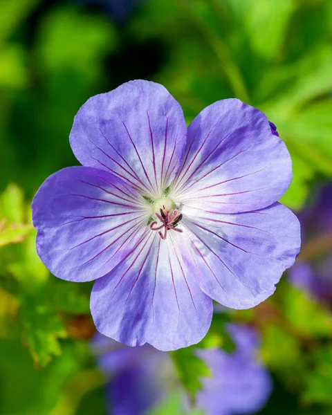 Geranium Rozanne Gerwat Egy Nyári Virágzó Növény Egy Ibolyaszín Kék — Stock Fotó