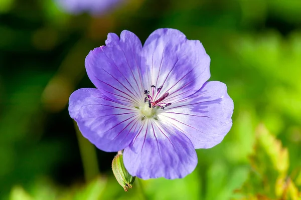 Geranium Rozanne Gerwat Ένα Καλοκαιρινό Ανθοφόρο Φυτό Βιολετί Μπλε Καλοκαιρινό — Φωτογραφία Αρχείου