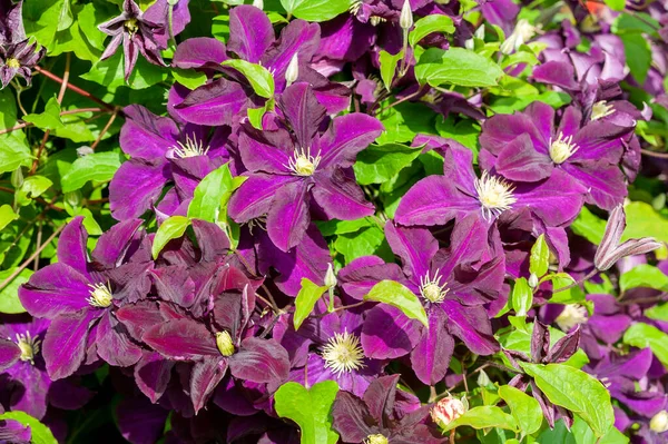 Clematis Warszawska Nike Una Planta Arbustiva Floración Principios Verano Con — Foto de Stock