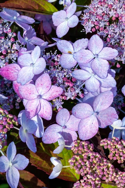 Hydrangea Serrata Tiara Różowy Koronka Latem Kwitnący Krzew Roślin Czerwonym — Zdjęcie stockowe