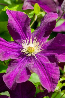 Clematis 'Warszawska Nike', Temmuz 'dan Eylül' e kadar açılan mor bir yaz çiçeği olan çiçekli bir çalı bitkisi.