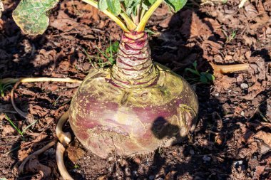 Brassica napus Tweed (şalgam), tohumları ilkbaharda ekilen ve organik vejetaryen gıda olarak popüler olan besin ve vitaminleri sayesinde sağlık faydaları olan bir sonbahar sebze bitkisi.