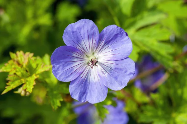 Geranium Rozanne Gerwat Ένα Καλοκαιρινό Ανθοφόρο Φυτό Βιολετί Μπλε Καλοκαιρινό — Φωτογραφία Αρχείου