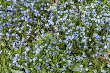 Unutma beni (myosotis sylvatica) Bahar mevsiminde çiçek açan bir bitki, Nisan ve Mayıs aylarında açan bir çiçek.
