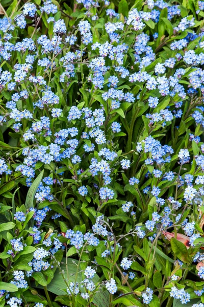 Glem Mig Ikke Myosotis Sylvatica Forår Sommer Blomstrende Plante Med - Stock-foto