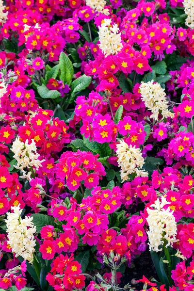 Весенний Цветочный Клумба Фон Белых Гиацинтов Красных Растений Primrose Общественном — стоковое фото