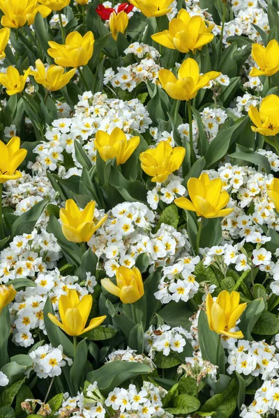 Springtime Blomsterbed Baggrund Gule Tulipaner Hvide Primula Planter Offentlig Park - Stock-foto