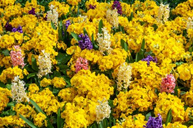 Mart ve Nisan aylarında çiçek üreten halka açık bir parkta sarı çiçekli turuncu ve beyaz sümbüllerin bahar yatağı arka planı, stok fotoğrafı