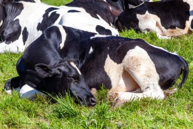Holstein Friesian ineği bir süt ürünleri tarlasında uyuyor mavi gökyüzü fotoğrafıyla