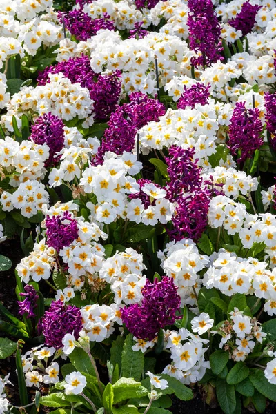 Våren Blomma Säng Bakgrund Lila Hyacinter Och Vita Primula Växter — Stockfoto