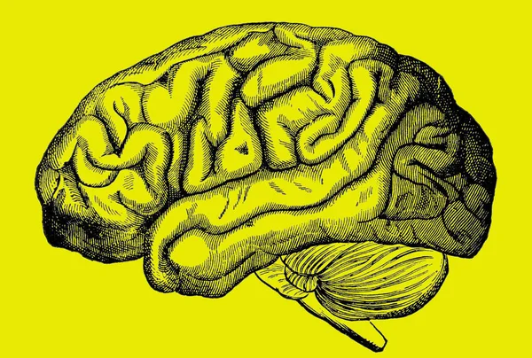 从1880年维多利亚时代的一本书中雕刻出来的人脑图像 它不再是以黄色背景为背景的版权 — 图库照片