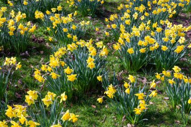 İlkbahar mevsiminde halka açık bir parkta yetişen sarı renkli bir çiçek tohumu olan nergis (narcissus),
