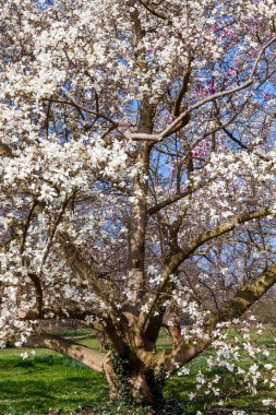 Magnolia x kewensis 'Wada' s Memory 'bahar mevsiminde beyaz bir çiçek olan mavi gökyüzü üzerinde çiçek açıyor ve yaygın olarak söğüt yapraklı manolya olarak bilinir.