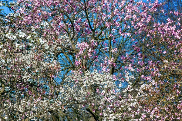 Magnolia Campbellii Blossom Flowering Springtime Tree Branch Blue Sky Which — Stock Photo, Image