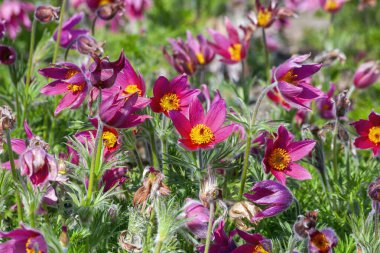Pulsatilla vulgaris 'Rubra'. Yaygın olarak pask çiçek olarak bilinen bir bahar bitkisi.