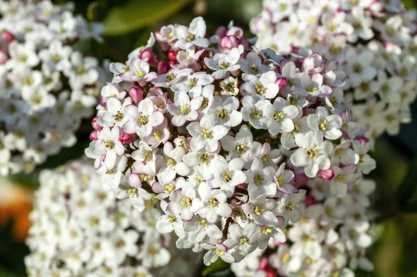 Viburnum Burkwoodii Eine Frühlingsblühende Strauchpflanze Mit Einer Weiß Rosa Frühlingsblume — Stockfoto