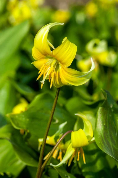 Erythronium Pagoda Fjäder Lökar Blommande Växt Med Gul Vårblomma Allmänt — Stockfoto