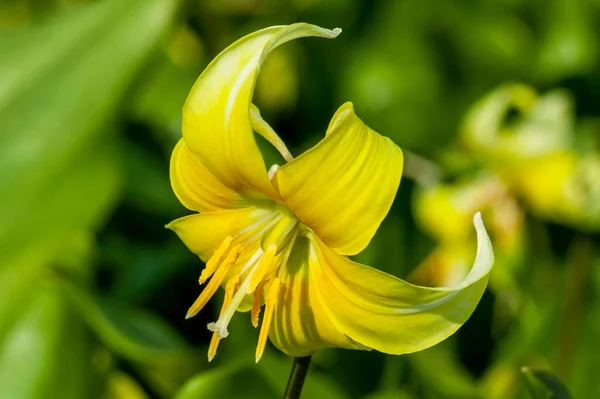 Erythronium Παγόδα Μια Άνοιξη Βολβώδες Ανθοφόρο Φυτό Ένα Κίτρινο Λουλούδι — Φωτογραφία Αρχείου