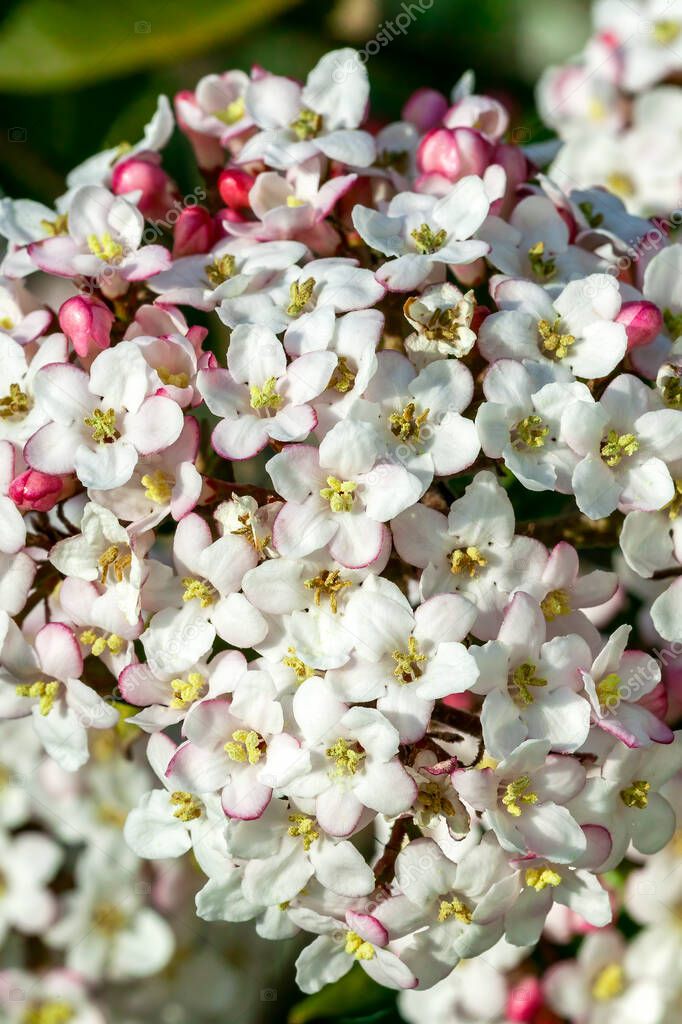 Viburnum x burkwoodii a spring flowering shrub plant with a white pink springtime flower in April and May, stock photo image