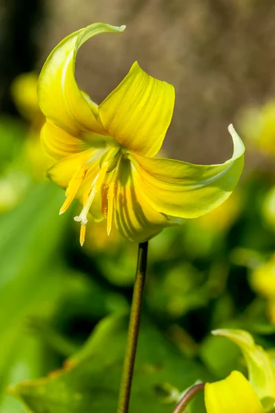 Erythronium Παγόδα Μια Άνοιξη Βολβώδες Ανθοφόρο Φυτό Ένα Κίτρινο Λουλούδι — Φωτογραφία Αρχείου