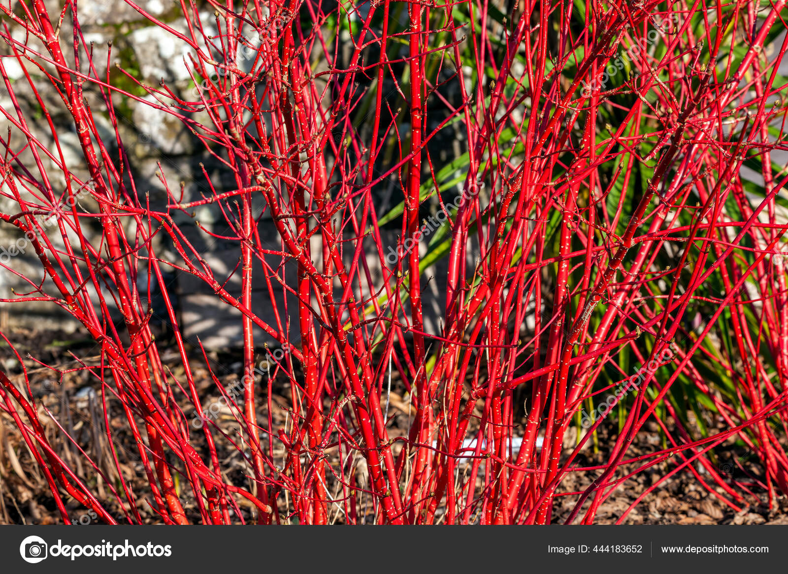 Interesting Plant: Red Stick Dogwood (Cornus alba 'Sibirica') – A  Gardener's Notebook