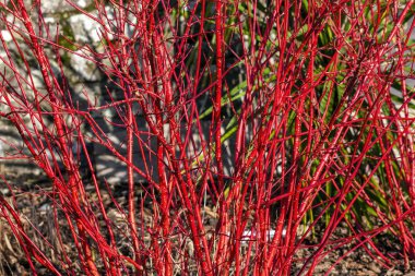 Cornus alba 'Sibirica' çalısı kışın kırmızı saplı ve sonbaharda kırmızı yapraklar yaygın olarak Sibirya Dogwood olarak bilinir.