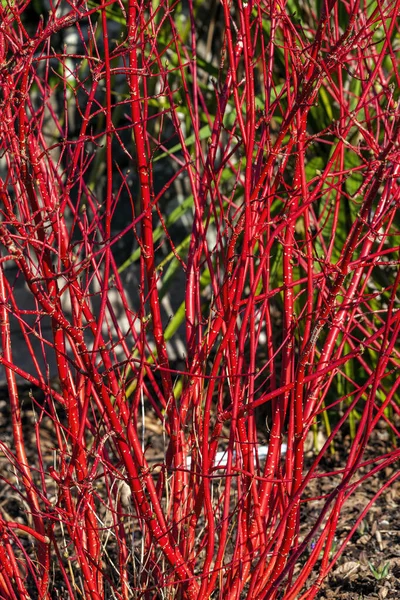 Cornus Alba Sibirica Shrub Crimson Red Stems Winter Red Leaves — Stock Photo, Image