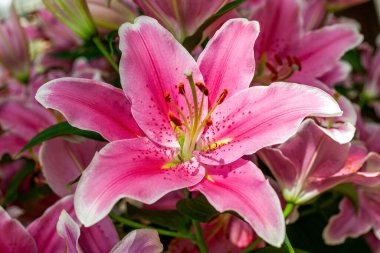 Lily 'Sorbonne' (liyum), doğulu zambak olarak bilinen pembe bir bahar çiçeğiyle çiçek açan bir bahar mevsimi çiçeği.