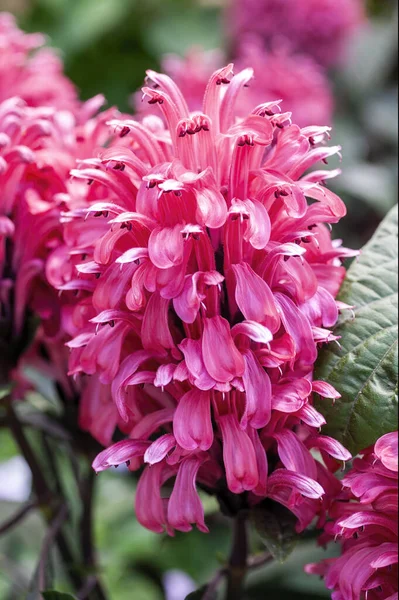 Justicia Carnea Una Planta Arbustiva Perenne Floreciente Otoño Verano Con — Foto de Stock