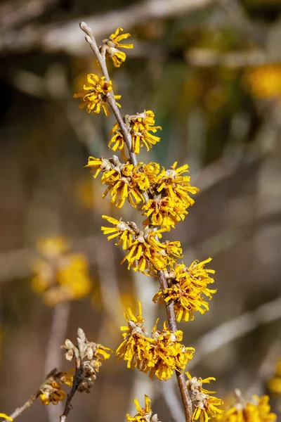 Hamamelis Intermedia Brevipetala Witch Hazel Uma Planta Arbusto Árvore Primavera — Fotografia de Stock