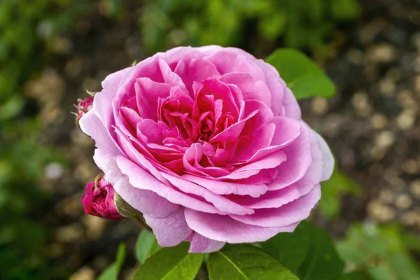 Angielska Róża Gertrude Jekyll Rosa Latem Kwitnący Krzew Roślin Różowym — Zdjęcie stockowe