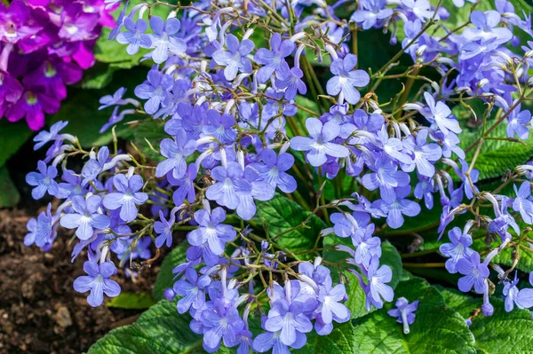 Streptocarpus Falling Stars Spring Summer Flowering Plant Blue Summertime Flower — Stock Photo, Image