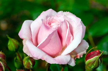 Floribunda 'Octavia Hill' (rosa), Haziran 'dan Eylül' e kadar her iki çiçeğe de sahip pembe çiçekli yaz çiçekli bir çalı bitkisi.